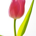 Tulpe