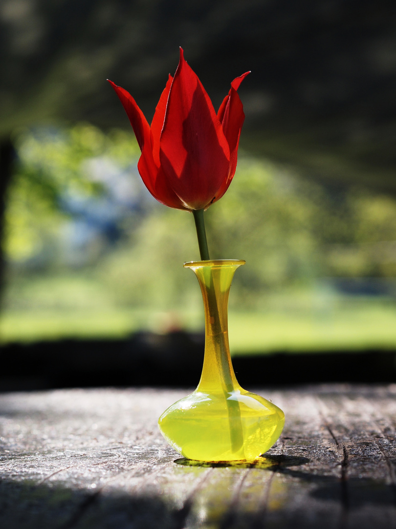 Tulpe