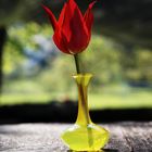 Tulpe