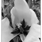 ...Tulpe...