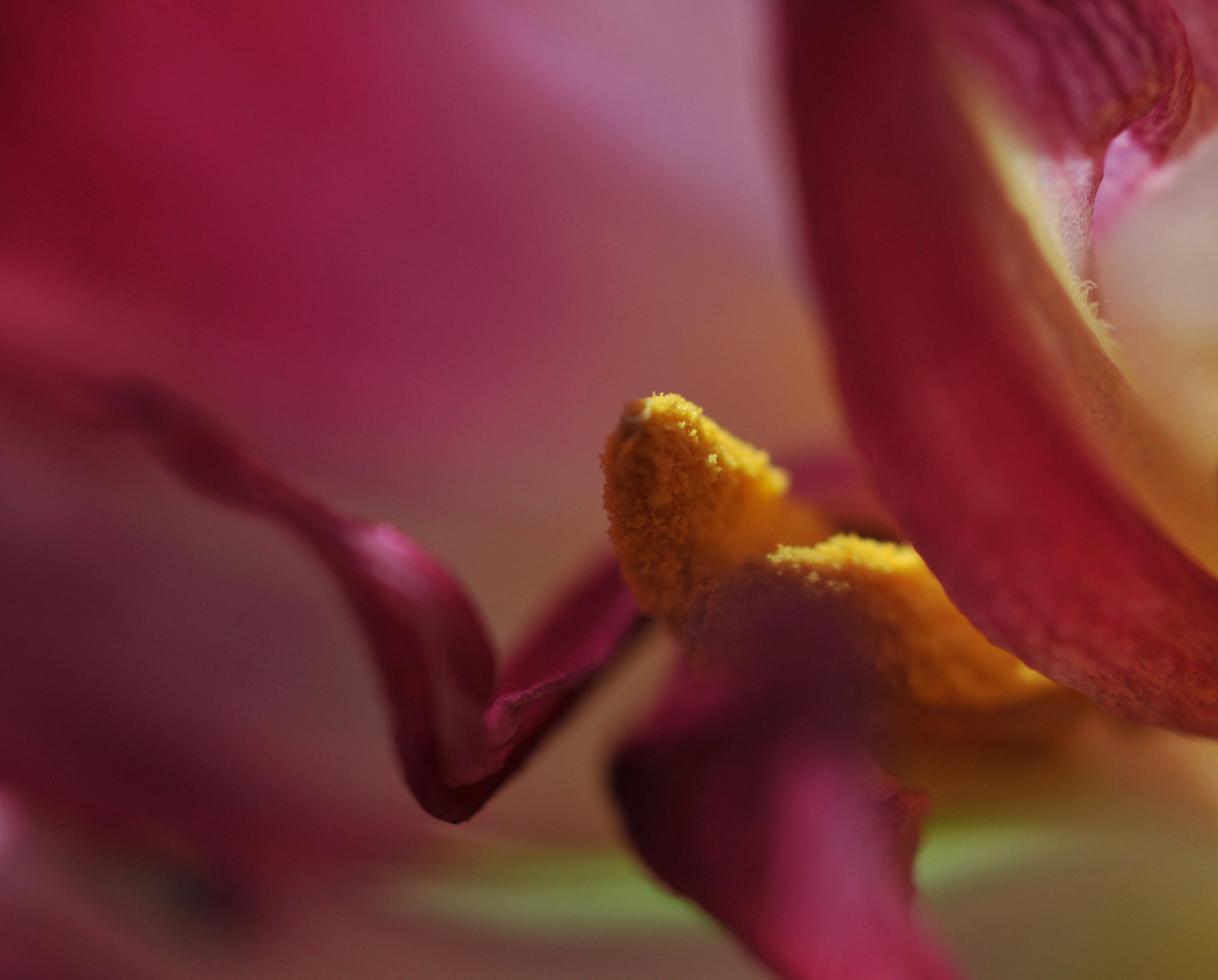 tulpe //