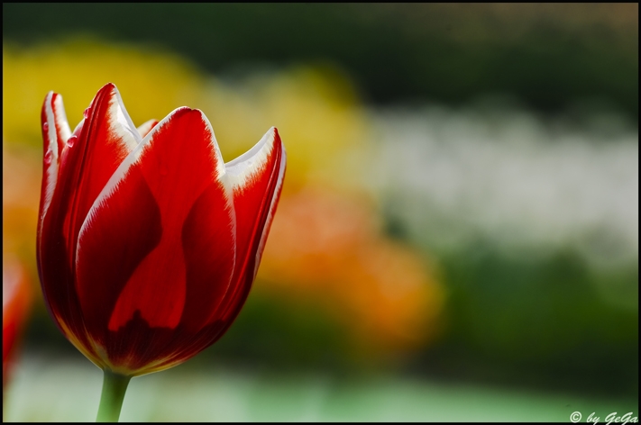 Tulpe