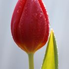 Tulpe