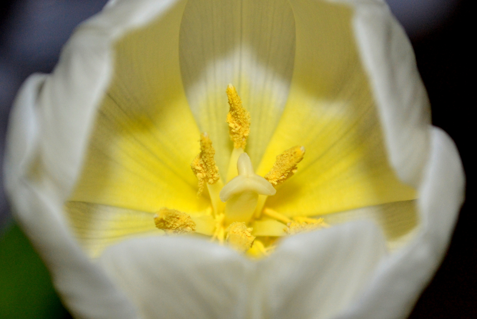 tulpe