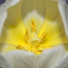 tulpe