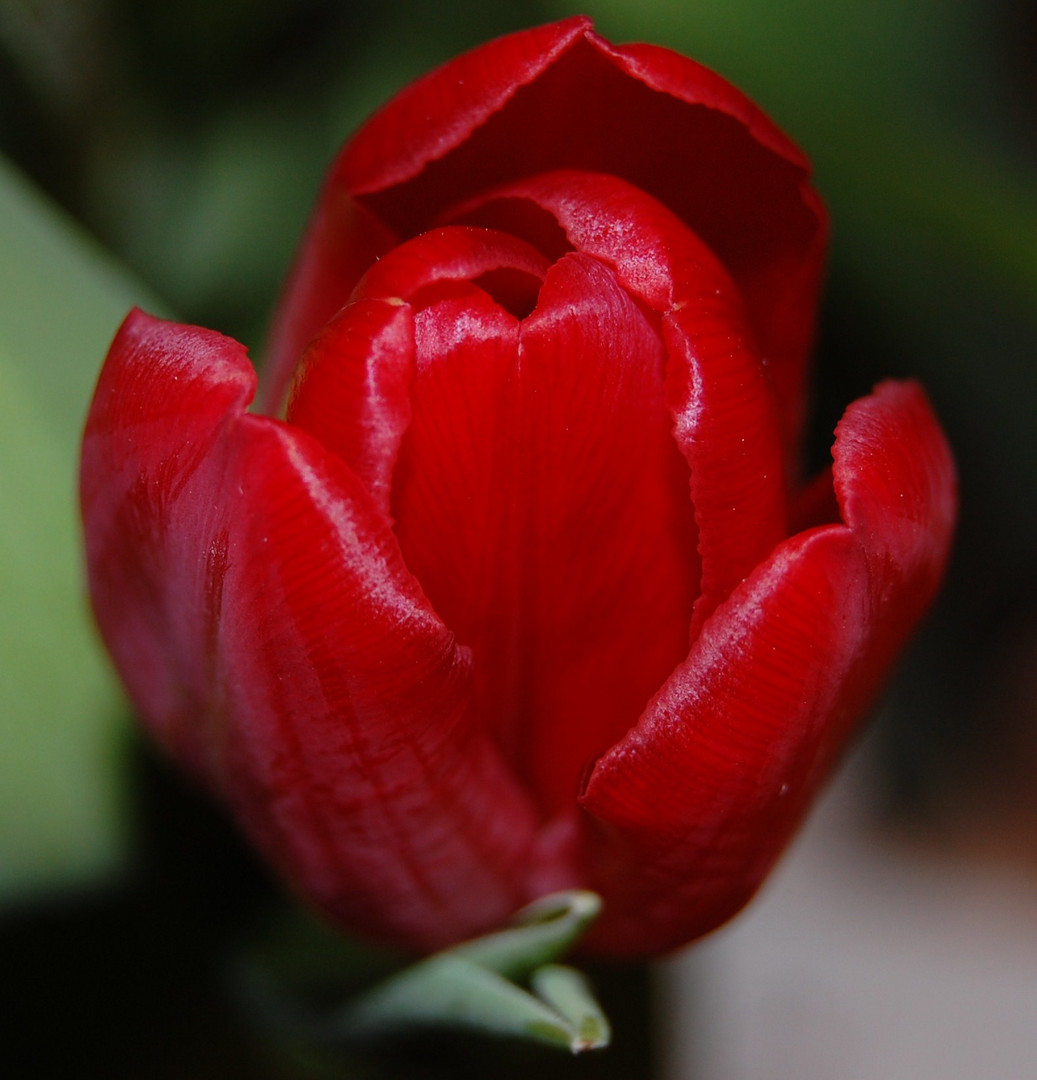 Tulpe