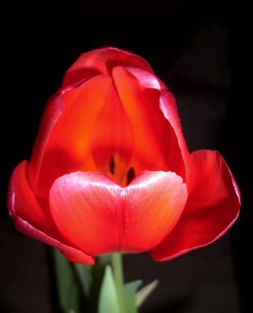 Tulpe