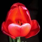 Tulpe