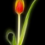 Tulpe