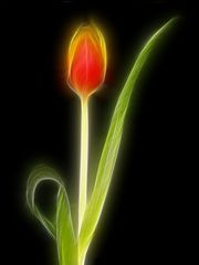 Tulpe