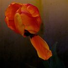 Tulpe