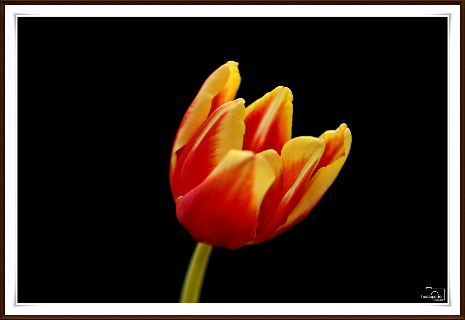 Tulpe