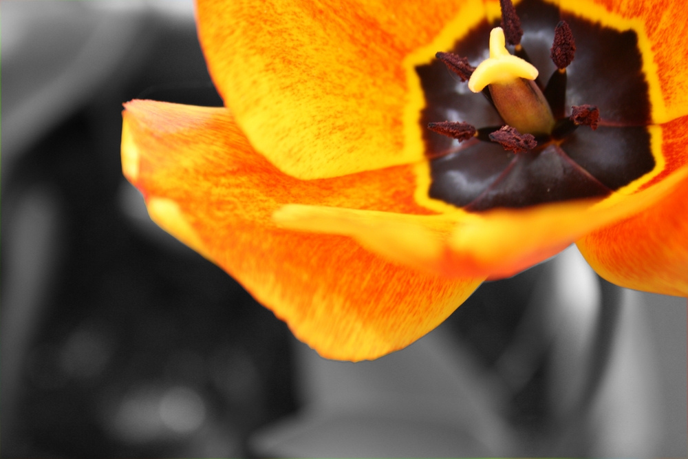 Tulpe