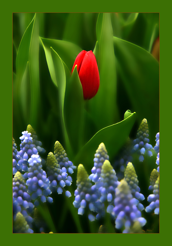 Tulpe von Waltraud Fuchs 