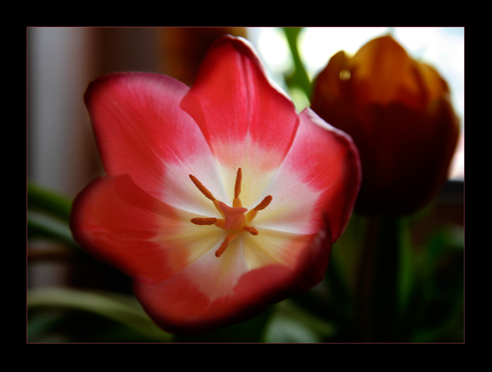 Tulpe