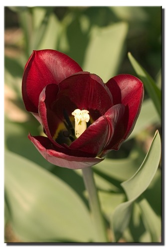 Tulpe