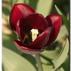 Tulpe