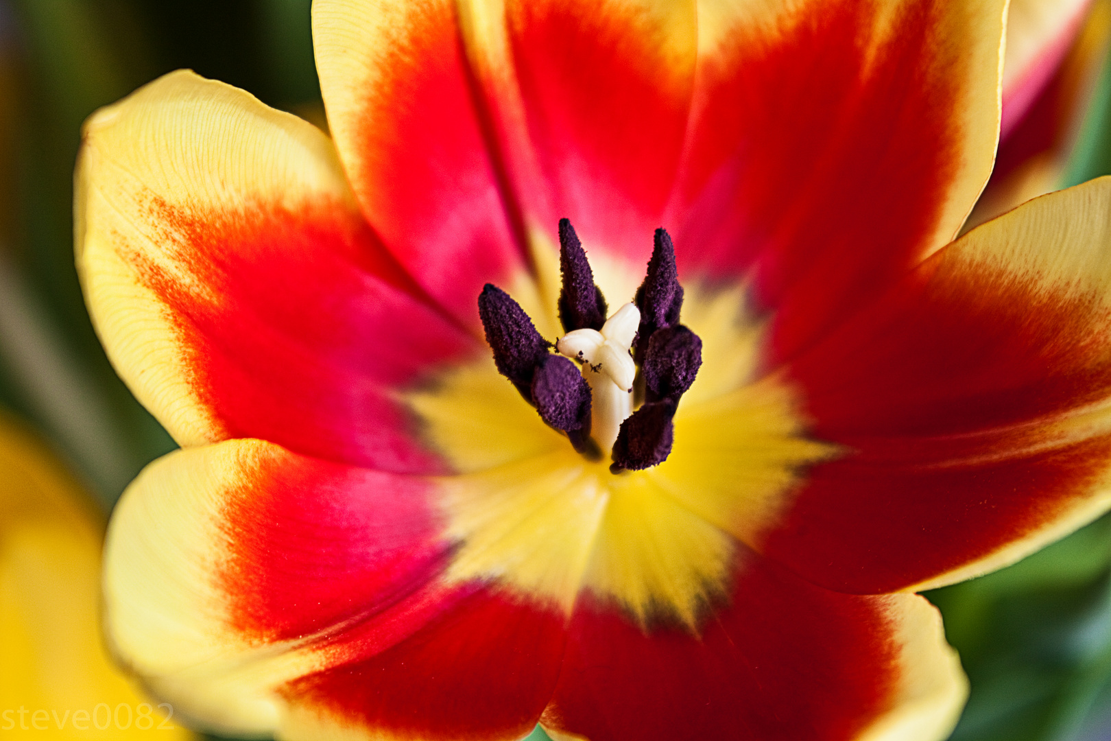 Tulpe