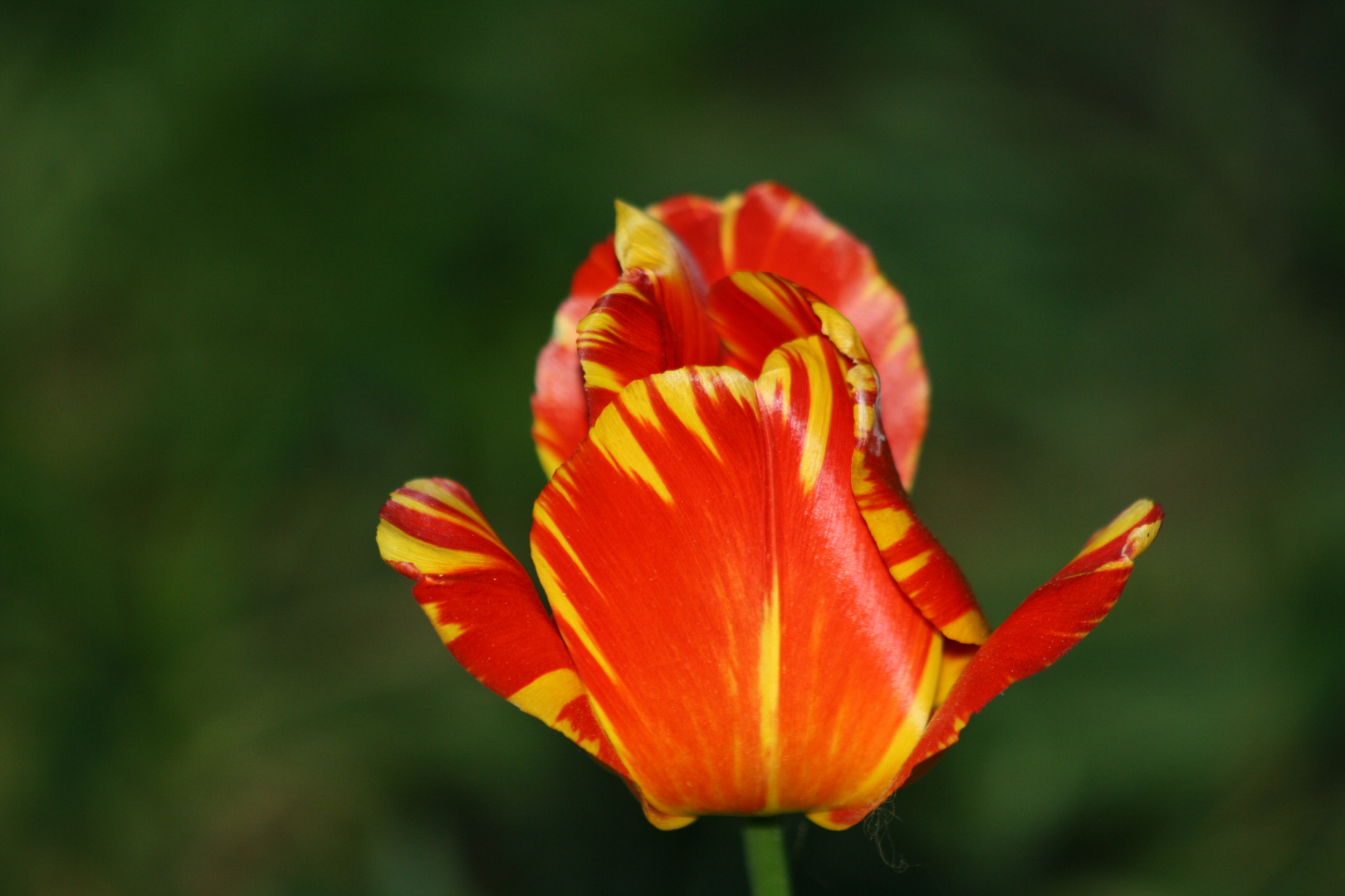 Tulpe