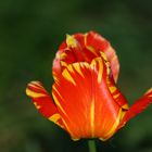 Tulpe