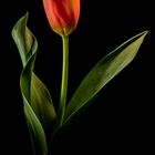 TULPE