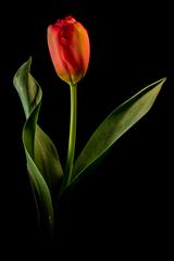 TULPE