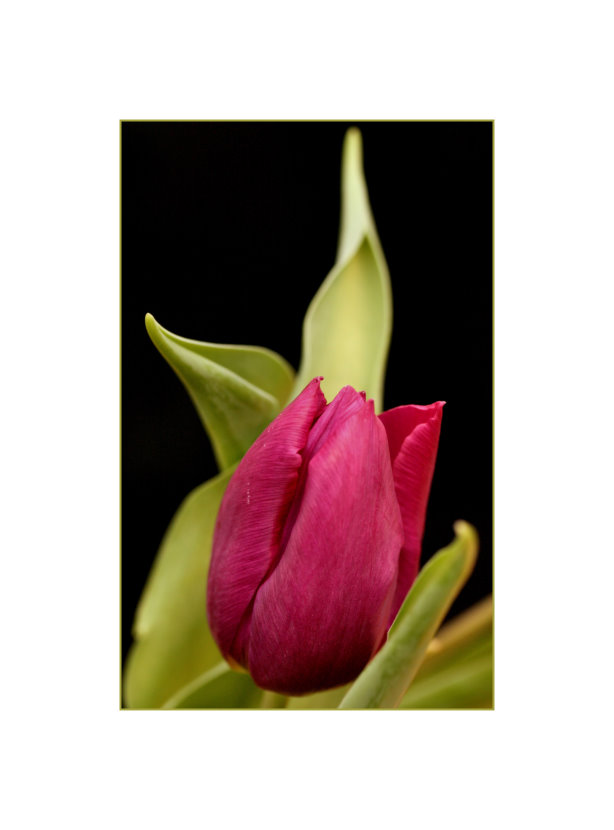 Tulpe