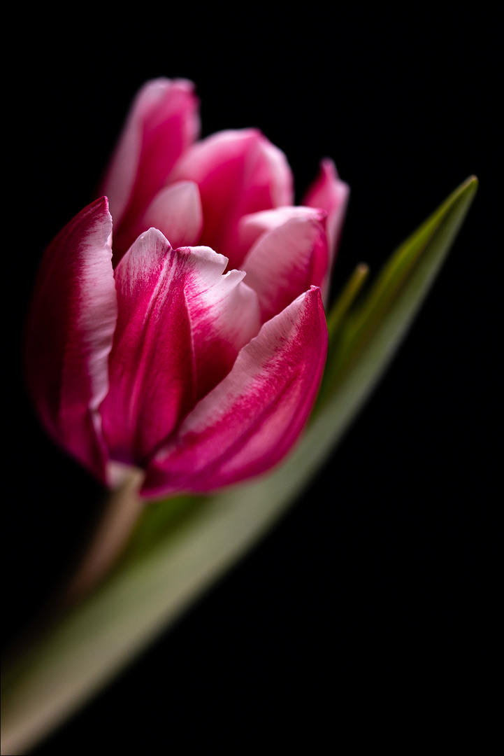 Tulpe