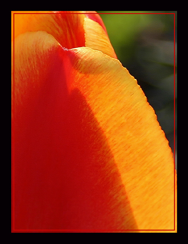 Tulpe