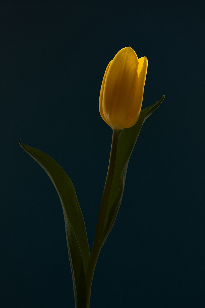 Tulpe