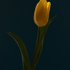 Tulpe