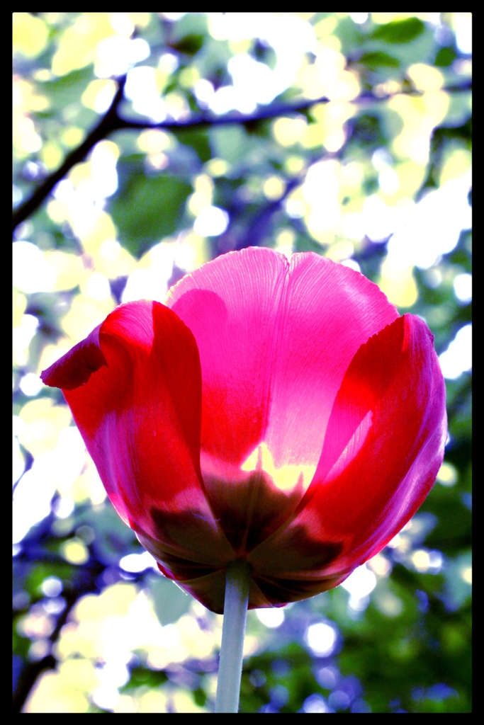 Tulpe