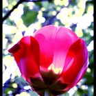 Tulpe