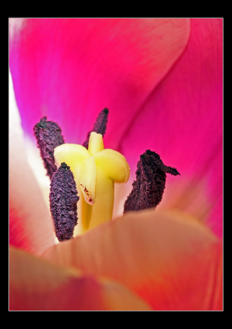 Tulpe