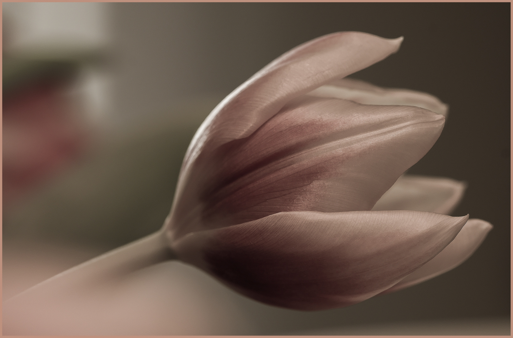 Tulpe 