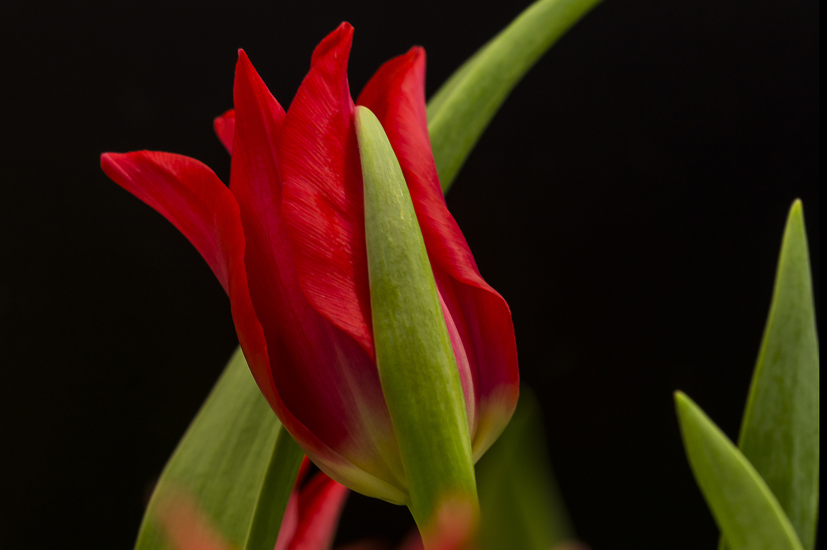 Tulpe