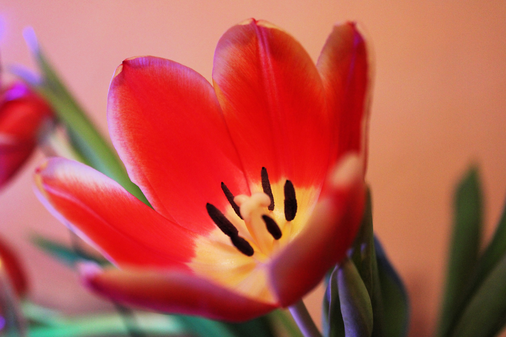 TULPE -