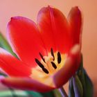 TULPE -