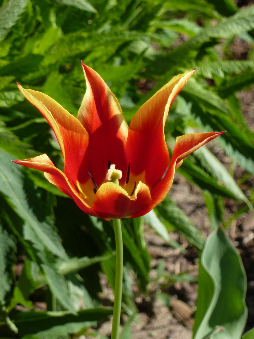 Tulpe