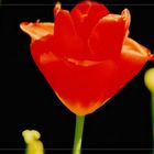 Tulpe