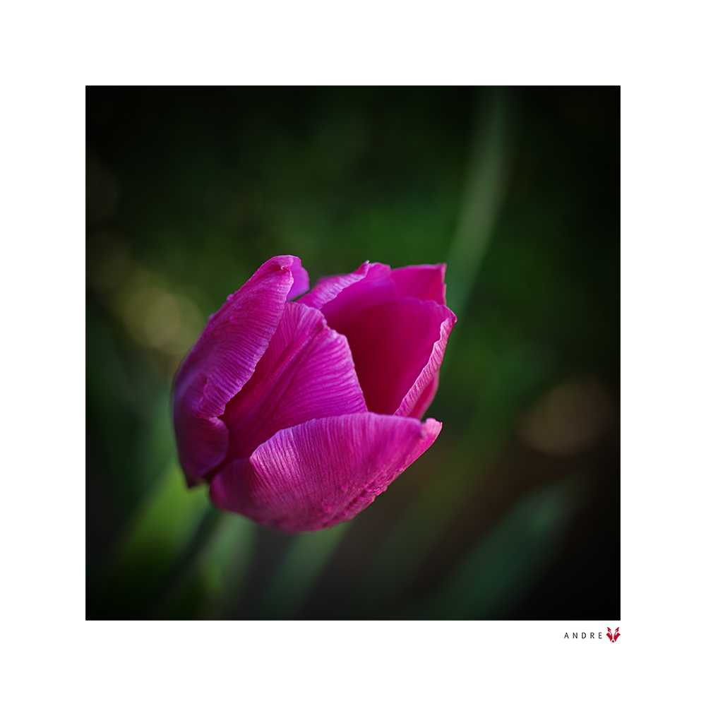 TULPE