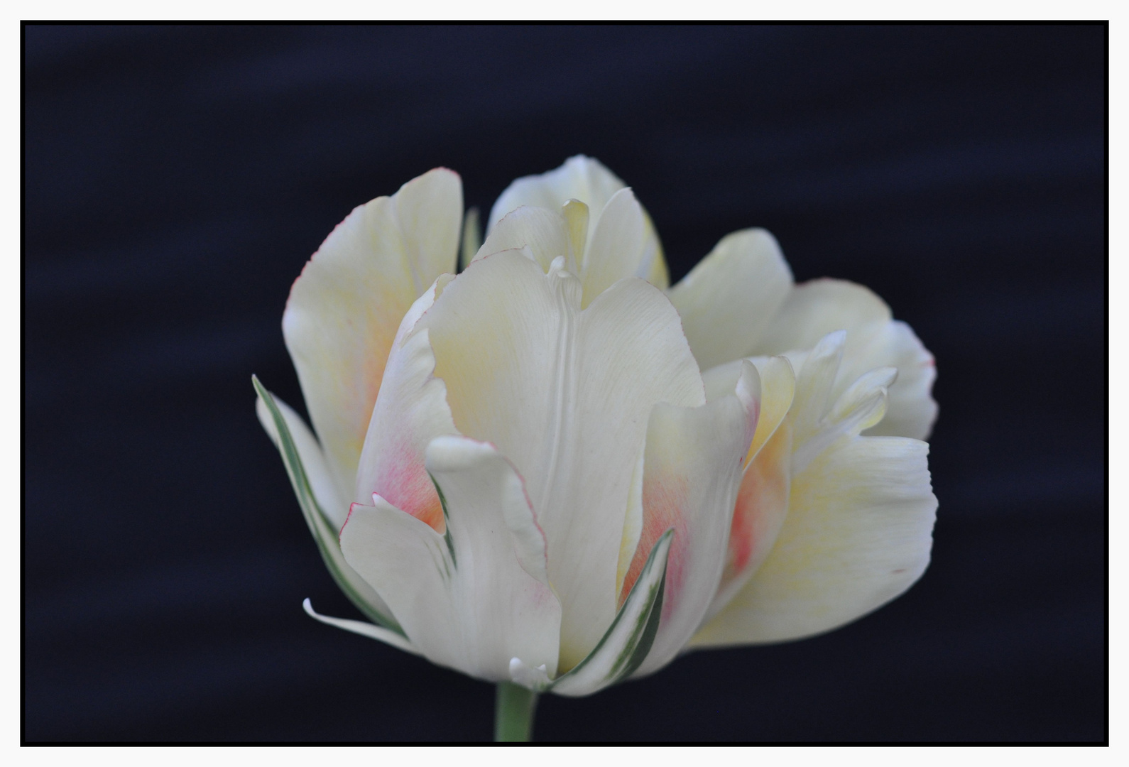 Tulpe