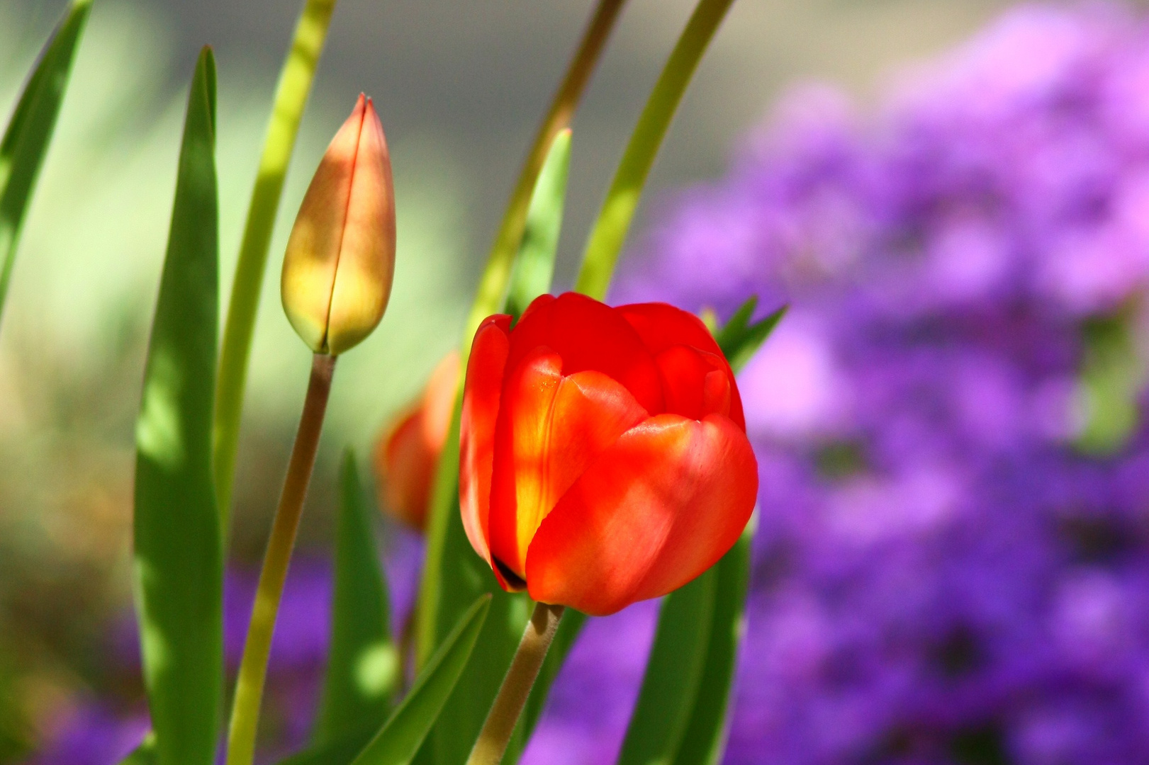 Tulpe