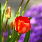 Tulpe