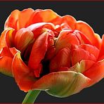 Tulpe