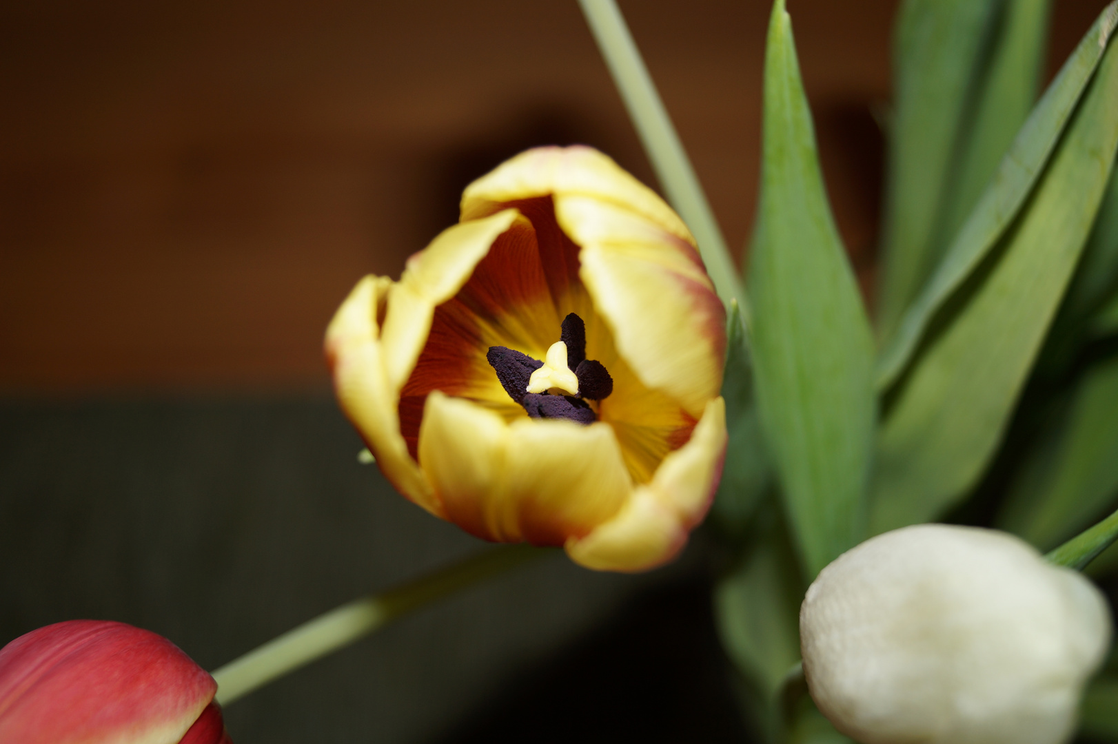 Tulpe