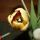 Tulpe