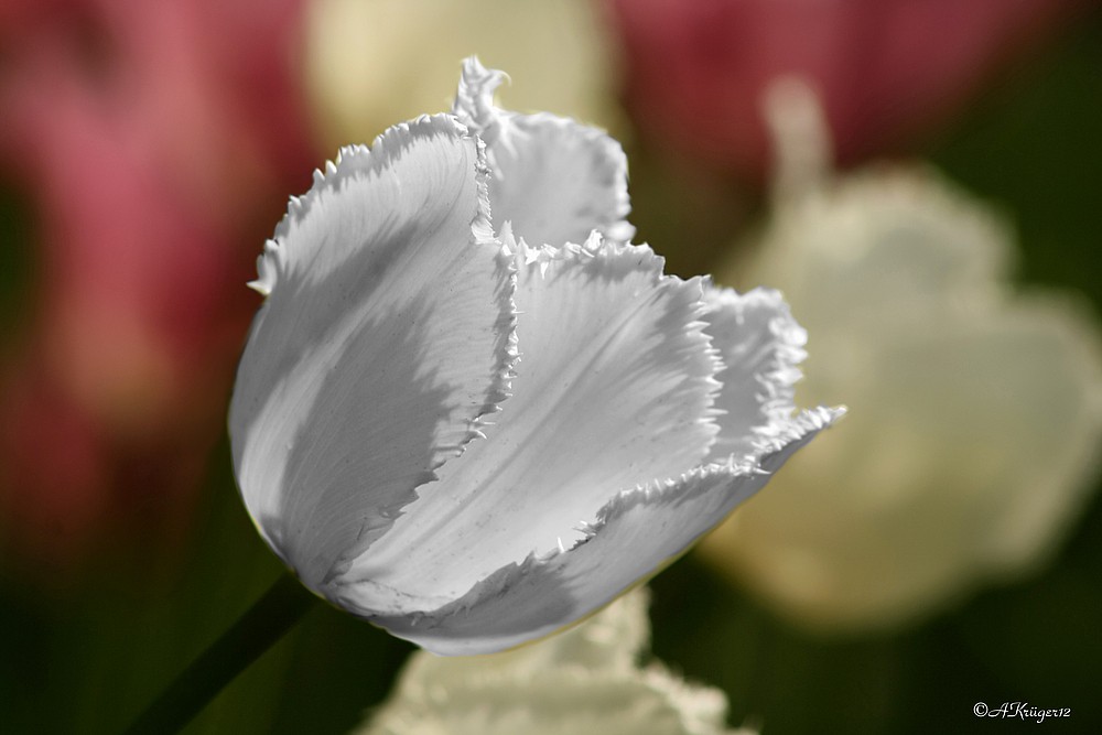 Tulpe