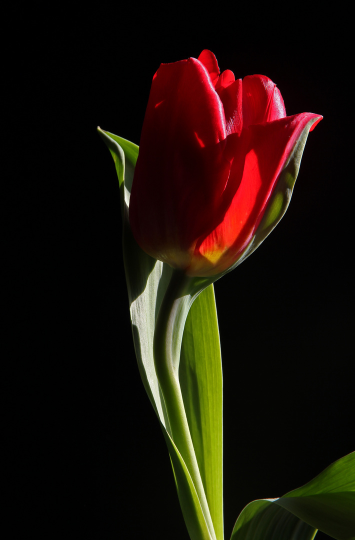 Tulpe