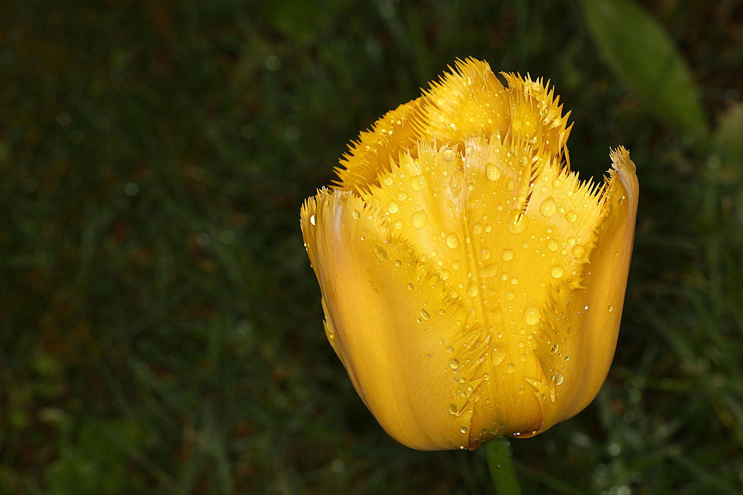 Tulpe